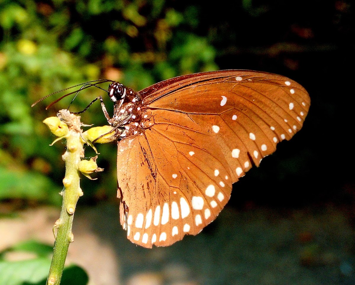 The common crow butterfly