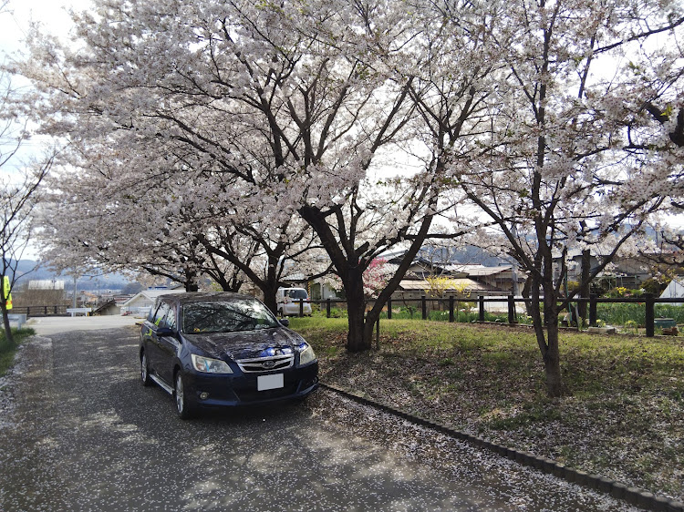 エクシーガの桜とコラボ・エクシーガ・桜のトンネル・花びら舞い散るに関するカスタム事例の投稿画像2枚目