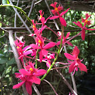 Reed stem orchid