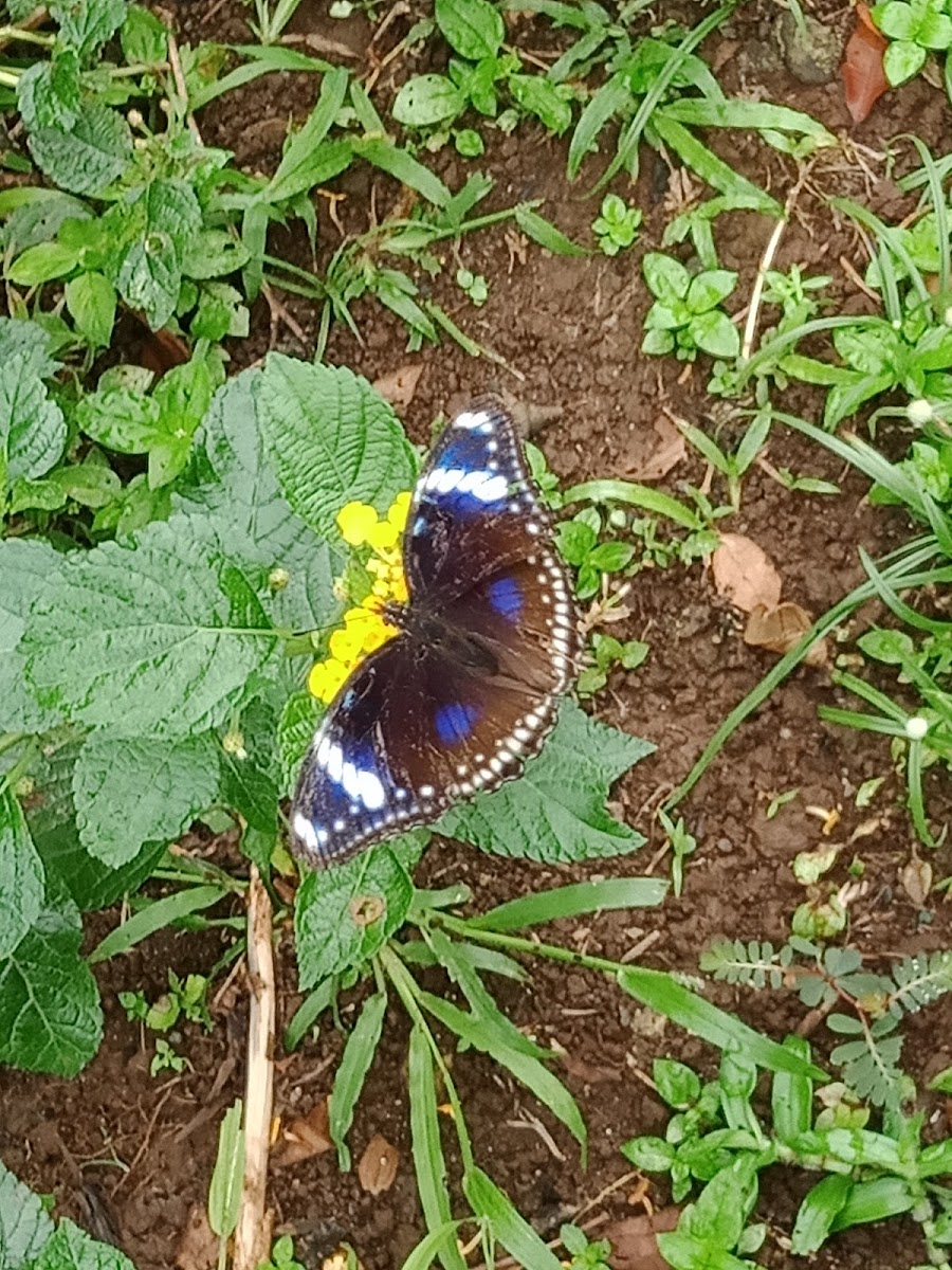 Blue moon butterfly