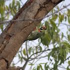 Coppersmith Barbet