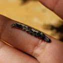 Hawaiian scotorythra geometer caterpillar