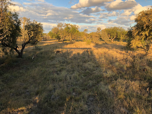 New & Improved Lions Park South Africa 2018