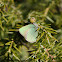 Green Hairstreak