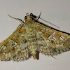 salvinia stem-borer moth