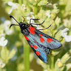 Narrow-bordered Five-spot Burnet