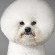 Bichon Frise Dogs Wallpapers 1.0 Icon