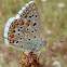 Common Blue