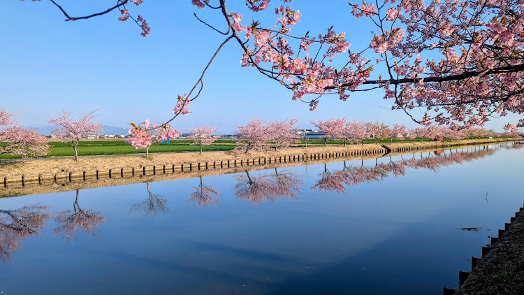S2000の笠松河津桜ロード・河津桜・桜パトロール・リフレクション・オープンカーに関するカスタム事例の投稿画像5枚目