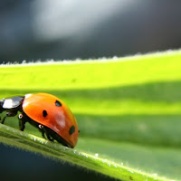 COCCINELLA di 