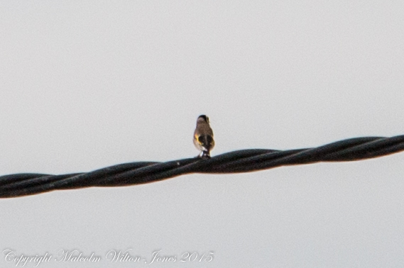 Goldfinch; Jilguero