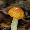 Leccinum longicurvipes Mushroom