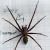 Giant House Spider