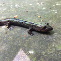 Blackbelly Salamander