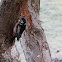 Great Spotted Woodpecker