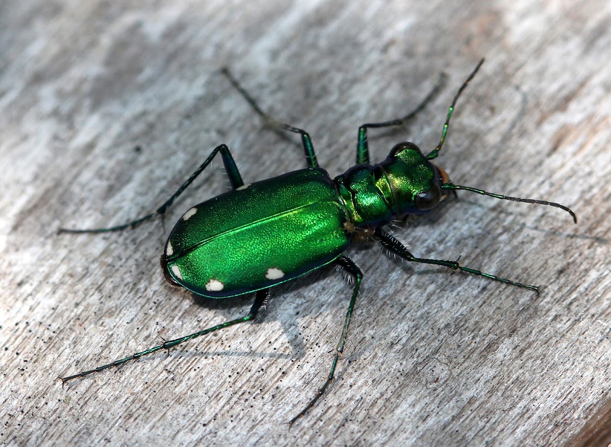 Six-Spotted Tiger Beetle (with Mites)