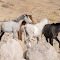 Item logo image for Wild Horses