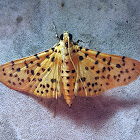 Yellow Peach Moth