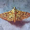 Yellow Peach Moth