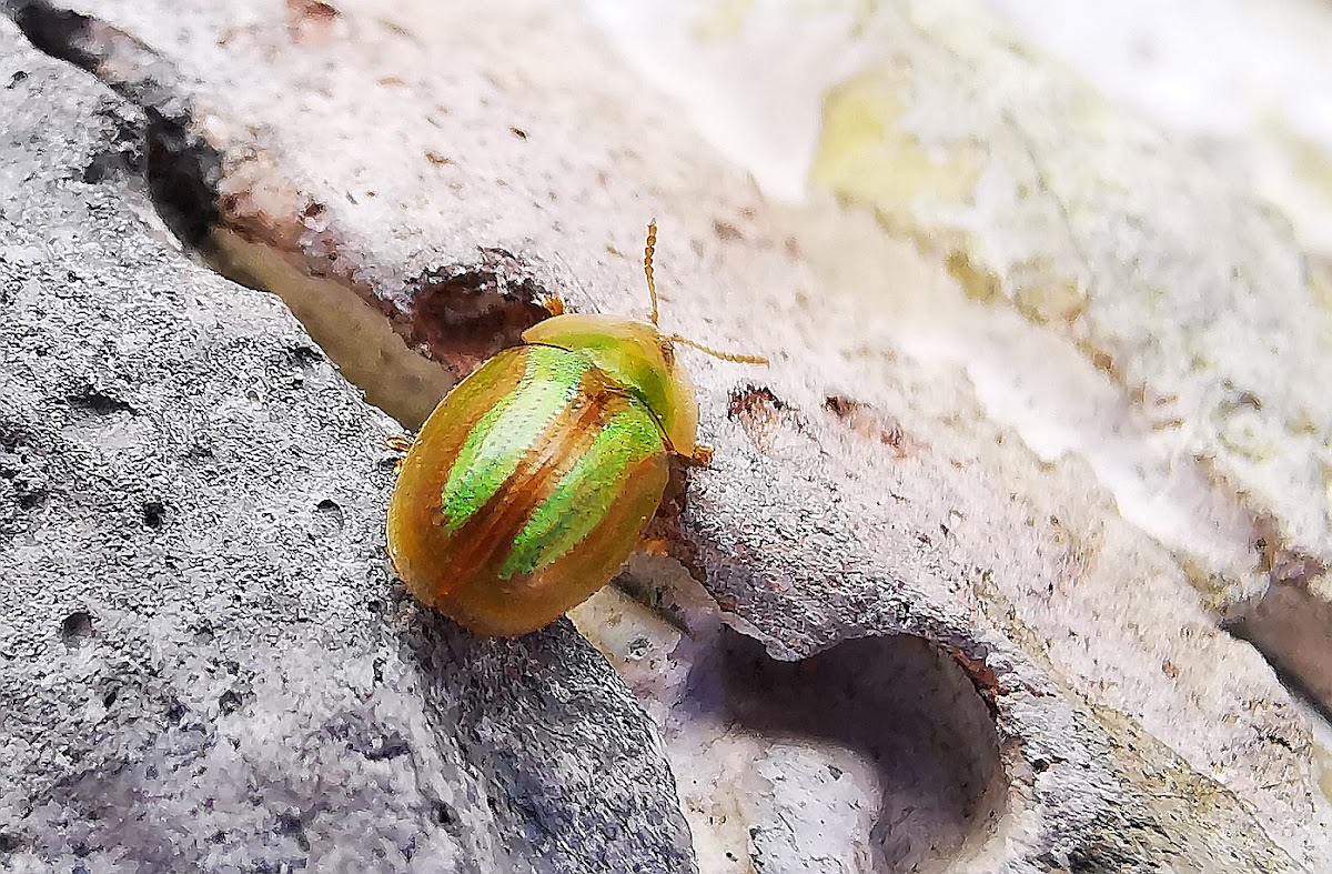 Bordered Tortoise Beetle