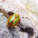 Bordered Tortoise Beetle