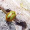 Bordered Tortoise Beetle