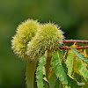 Sweet Chestnut