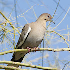 White-winged Dove