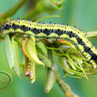 Orange-barred Sulphur - Caterpillar and Cocoon