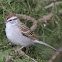 Chipping sparrow