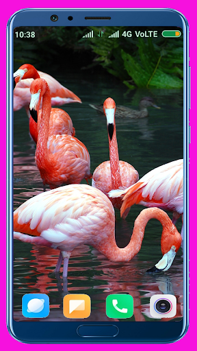 Flamingo Wallpaper Best 4K