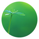 "Green Plants" Hot Scenery HD New Tabs Theme