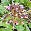 Western coltsfoot