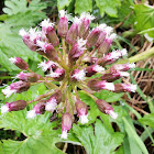 Western coltsfoot