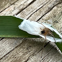 Leaf Roller Sac Spider