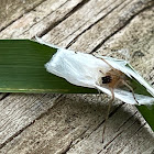 Leaf Roller Sac Spider