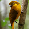 Golden Bowerbird