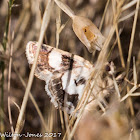 Four-spotted Moth