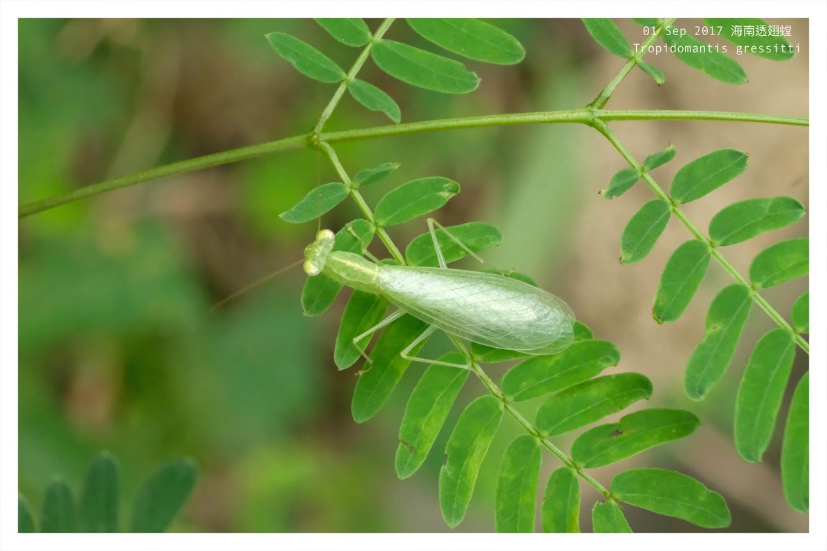 Tropidomantis gressitti 海南透翅螳