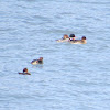 Red-breasted merganser