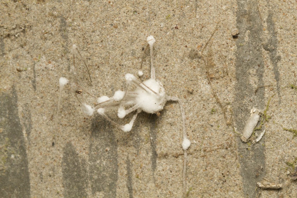 Spider infected with fungi