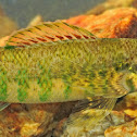 Banded Darter