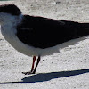 Black Skimmer