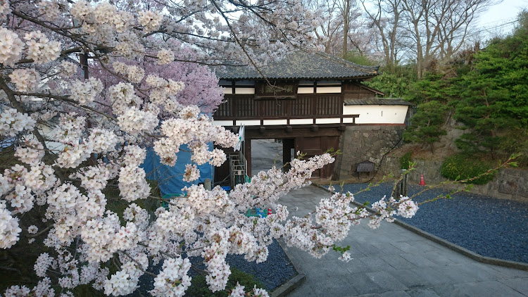 フィット GR4の桜満開です。,夜勤明け至福の一時に関するカスタム＆メンテナンスの投稿画像6枚目