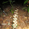 Cranefly Orchid