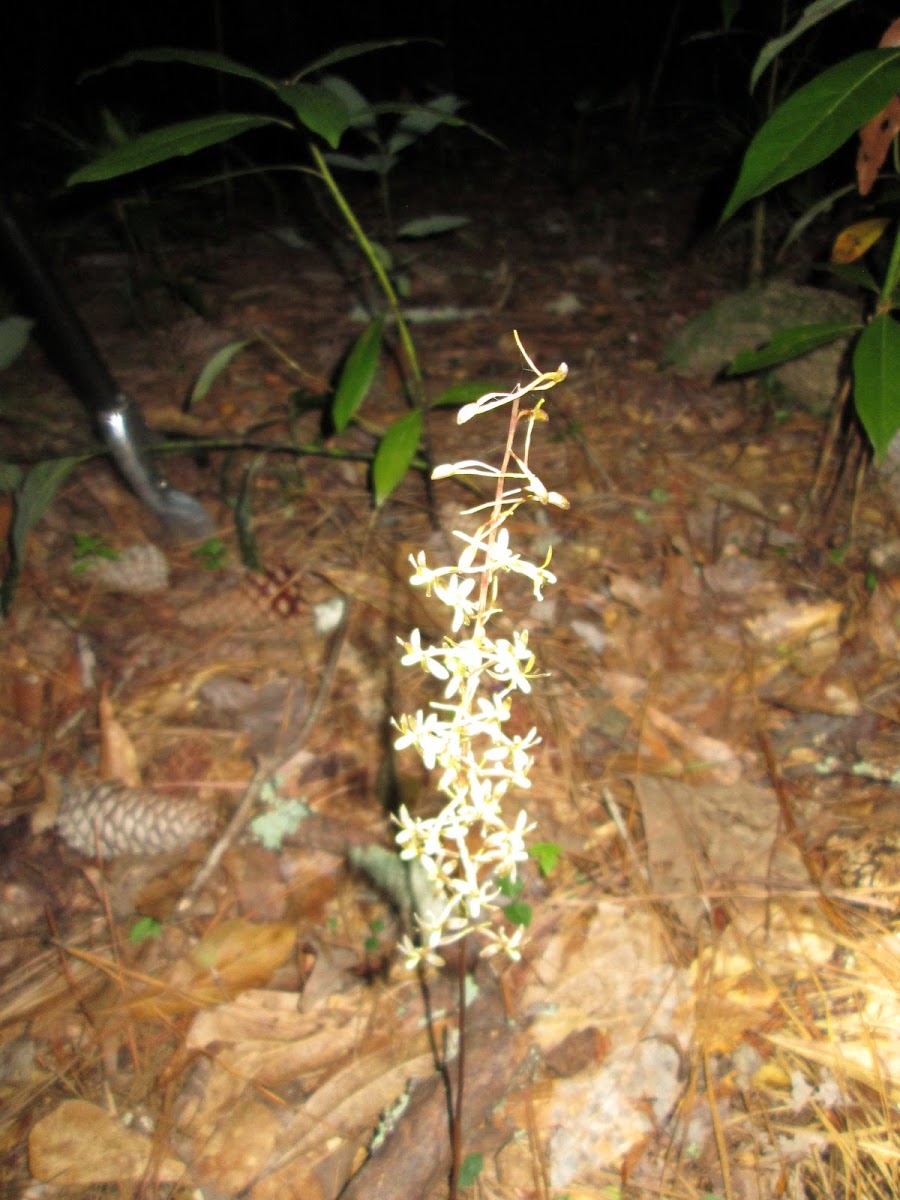 Cranefly Orchid