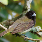 Baiano (Yellow-bellied Seedeater)