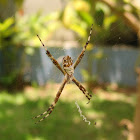 Silver argiope - Aranha de Prata