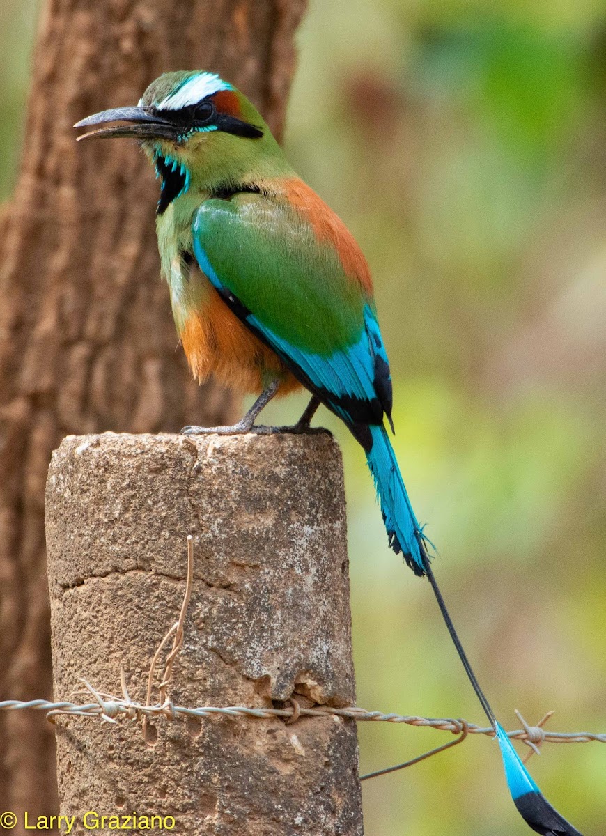 Turquoise-browed Motmot