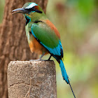 Turquoise-browed Motmot